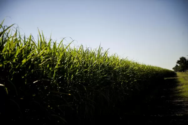 La producción máxima sería de 1,59 millón de toneladas