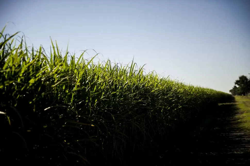 EN CAMPOS. La superficie neta cosechable total con caña de azúcar en la provincia fue estimada, para esta temporada, en 273.460 hectáreas.  la gaceta / FOTO DE JORGE OLMOS SGROSSO (archivo)