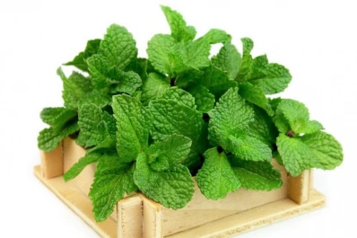 Cinco hierbas aromáticas que no sólo se usan en la cocina, sino que pueden mejorar tu salud