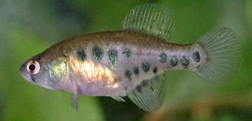 EL PEZ IDENTIFICADO. Imagen de una hembra de Austrolebias wichi, pez que vive en las aguas del Bermejo. 