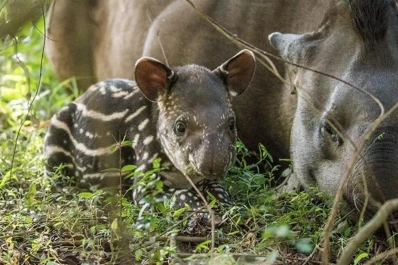 Nació en Iberá el hijo de un tapir tucumano
