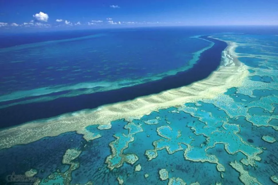 ECOSISTEMA DIVERSO. La Gran Barrera de Coral es atacada por la sedimentación y la acidificación del océano.
