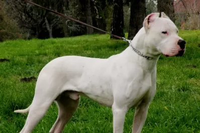 Un dogo mordió a una chica y un vecino lo ultimó de un disparo