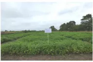 Hay genotipos contra “bacteriosis” y “mancha angular”