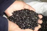 Poroto: el clima errático produjo rendimientos desparejos