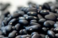 Apuestan al mejoramiento genético del poroto