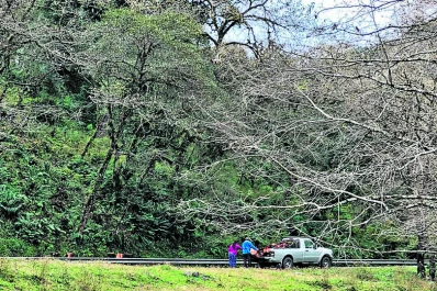Talaron un árbol en la ruta a Tafí del Valle y se llevaron la leña a su casa