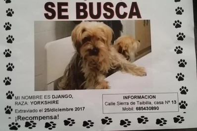¿Qué tenés que hacer cuándo se pierde o se encuentra una mascota en la vía pública?