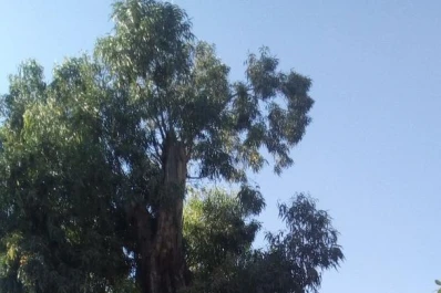 Temor en Banda del Río Salí por un árbol