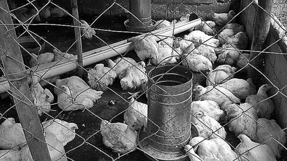EL CICLO. Con la venta de pollos se recuperan los fondos y se reinvierten. INTA FAMAILLÁ