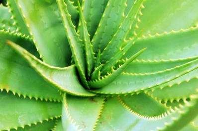Cuatro plantas venenosas que están en cualquier jardín