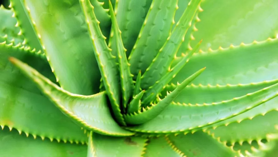 ALOE VERA