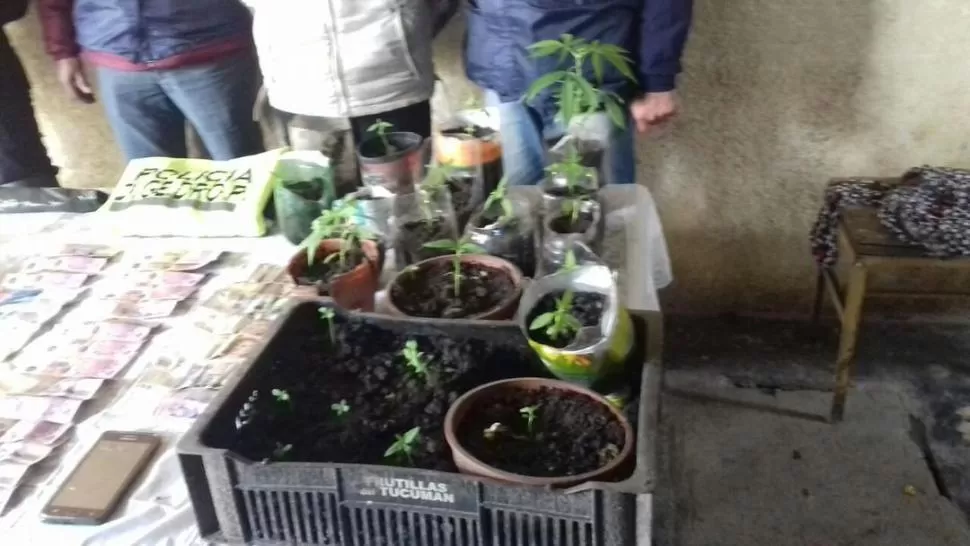 PRUEBA. En el operativo también incautaron 20 plantas de marihuana. 