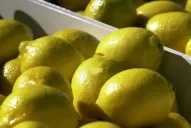 Manzur controlará en Estados Unidos cómo llegan los limones tucumanos