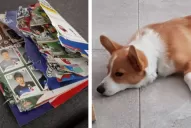 El perro le comió el álbum de figuritas que estaba a punto de completar