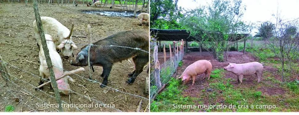 LA EVOLUCIÓN 2007-2017. La imagen izquierda muestra cómo era el sistema productivo de cerdos en la zona de Leales, mientras que la imagen derecha muestra el cambio producido. 
