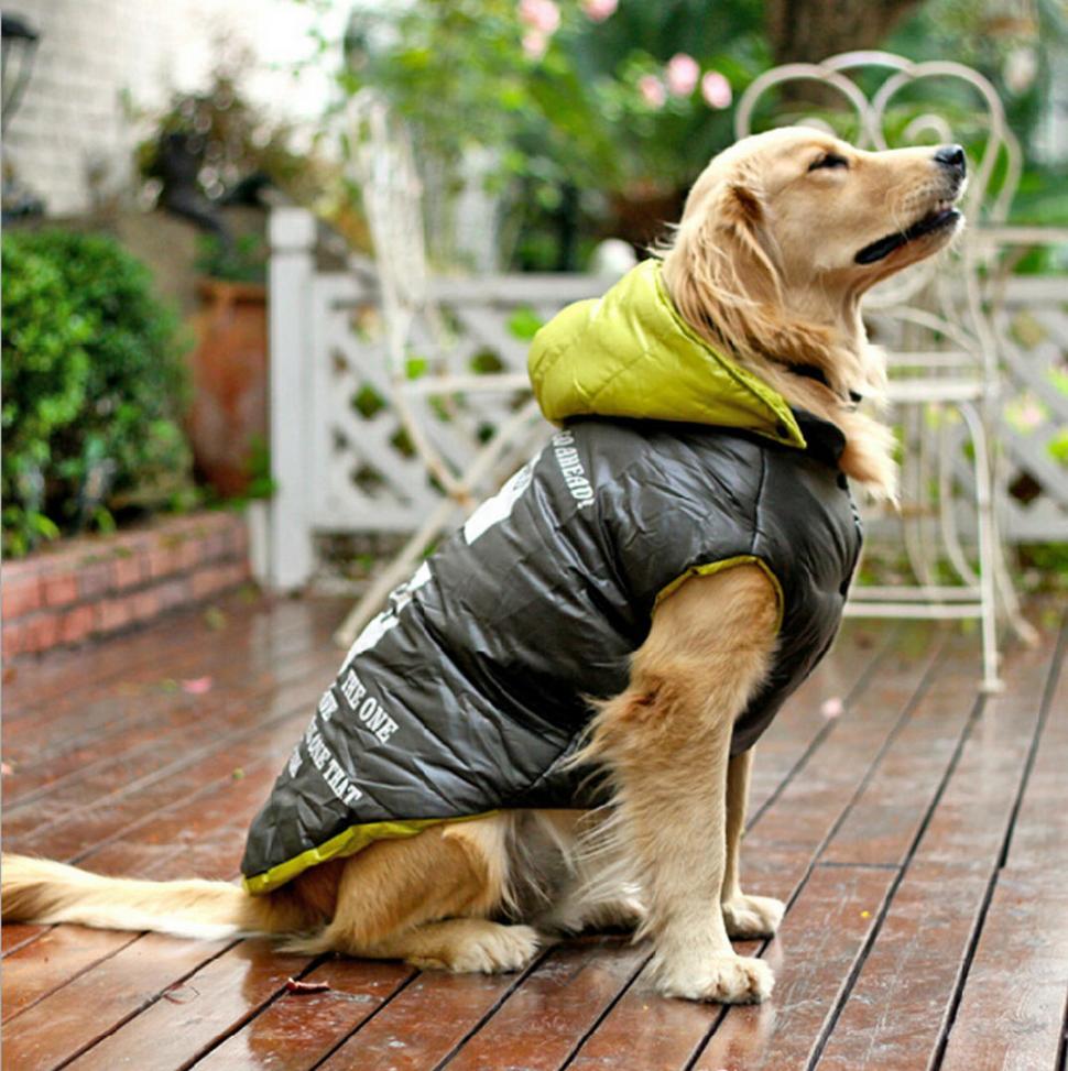 CAMBIO DE AMBIENTE. Si vas a llevar tu mascota a lugares fríos no te olvides de llevarle su abrigo habitual. 