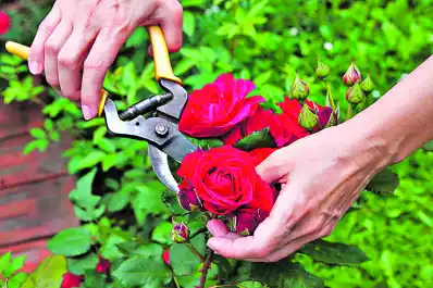 Se vienen las heladas: cómo cuidar las plantas