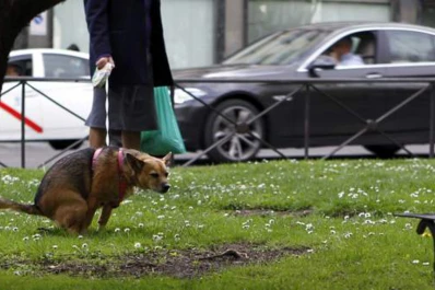 Mendoza: multarán con hasta $ 12.000 a los que no levanten la caca de su perro