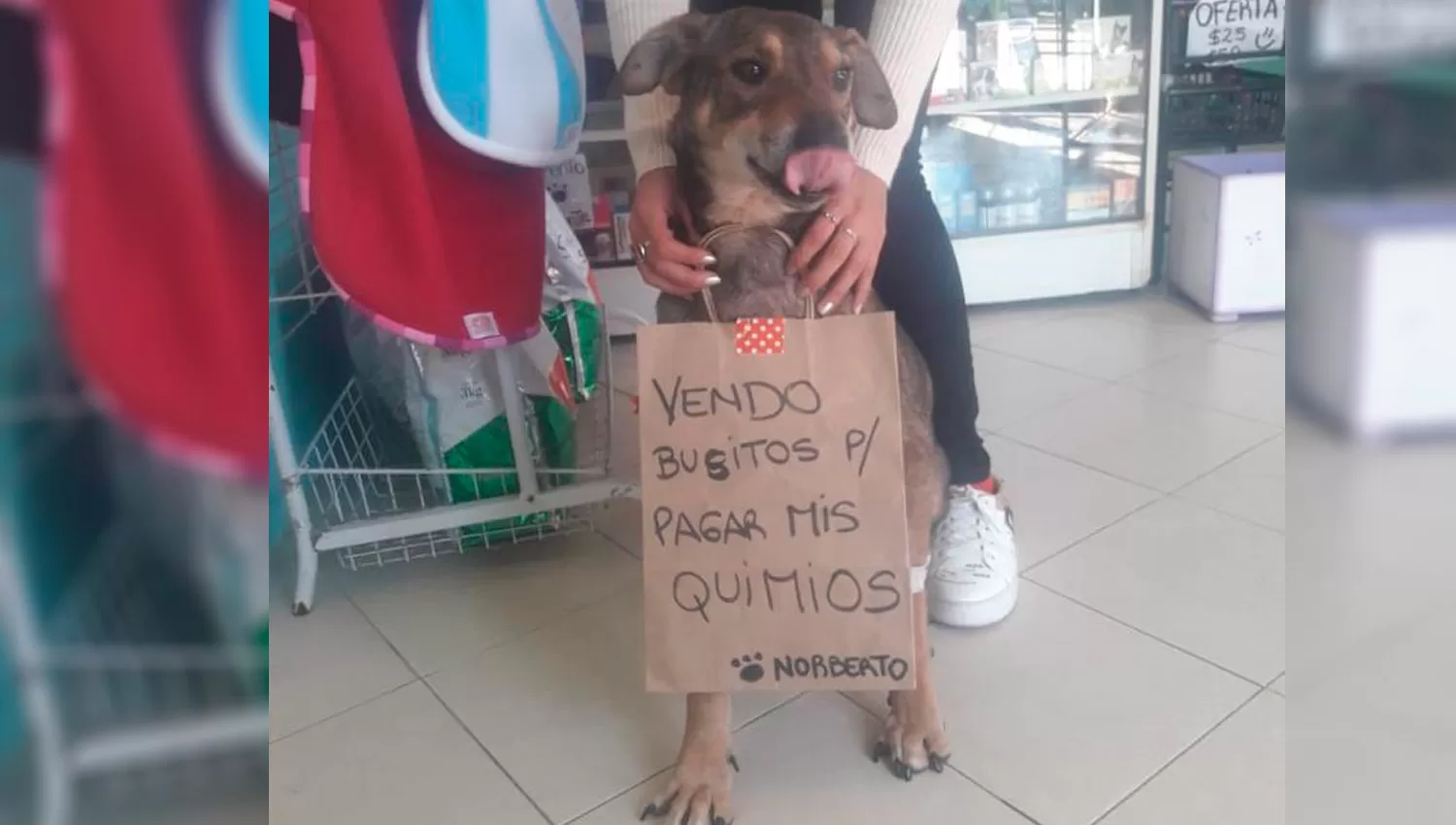 Un perrito tucumano con cáncer vende buzos para pagar el tratamiento
