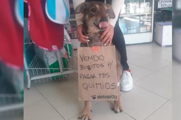 Un perrito tucumano con cáncer vende buzos para pagar el tratamiento