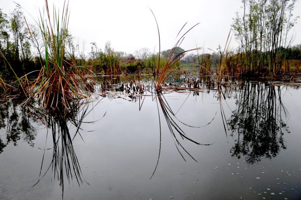 Los yacarés serán parte del paisaje tucumano
