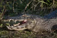 “Los yacarés no van a poner en peligro a los tucumanos”