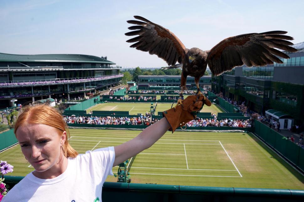 UNA ESTRELLA.El halcón Rufus tiene mucho trabajo porhacer durante la disputa del torneo de tenis de Wimbledon. DPA