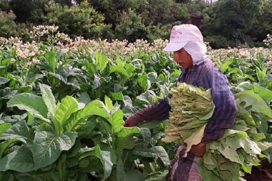 MINIFUNDISTAS. En Tucumán hay alrededor de 1.500 pequeños tabacaleros.  