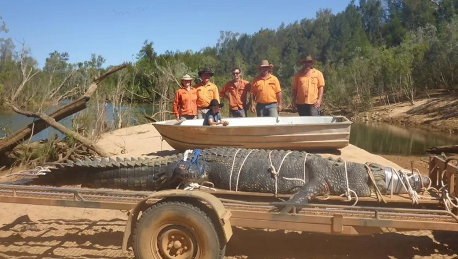 INMENSO. El cocodrilo fue hallado al norte de Australia. (CLARÍN)