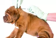 Así funcionan los microchips que ayudan a identificar a los perros