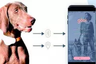 Cuatro gadgets asombrosos para tu mascota: a qué precio se los consigue