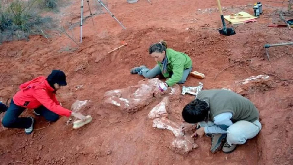 EN EL TERRENO. Los científicos trabajan con los restos del dinosaurio. 