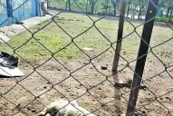 La Gaceta en Whatsapp: denuncian maltrato a los animales en Piedrabuena