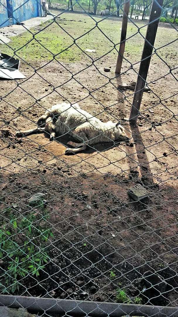 La Gaceta en Whatsapp: denuncian maltrato a los animales en Piedrabuena
