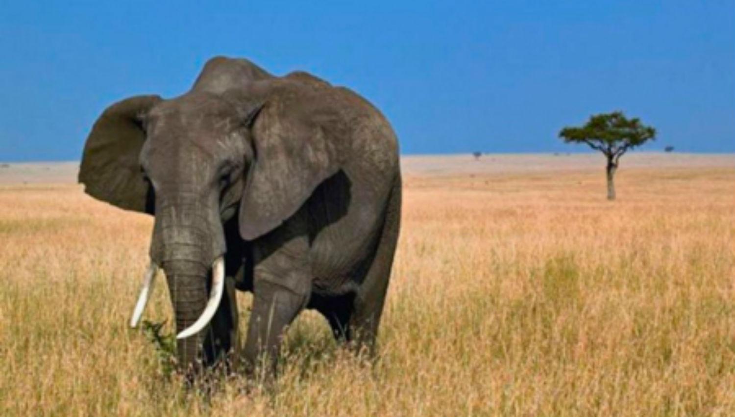 Un niño le tiraba piedras a un elefante: el animal reaccionó y lo mató