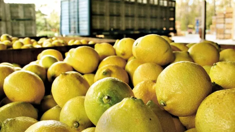 VIENTO A FAVOR. Los limones tucumanos tendrán un año con crecimiento. archivo