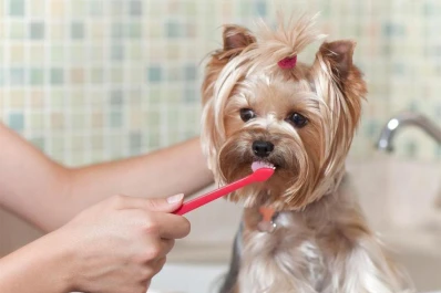Por qué tenés que lavarle los dientes a tu mascota