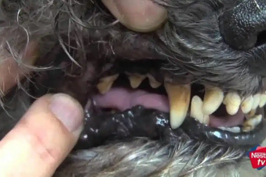 Por qué tenés que lavarle los dientes a tu mascota