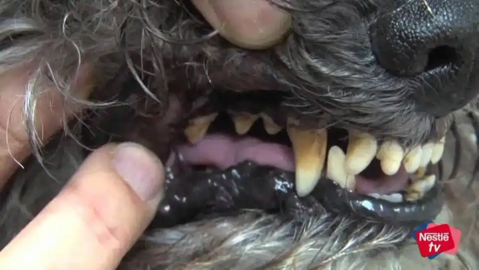 Por qué tenés que lavarle los dientes a tu mascota