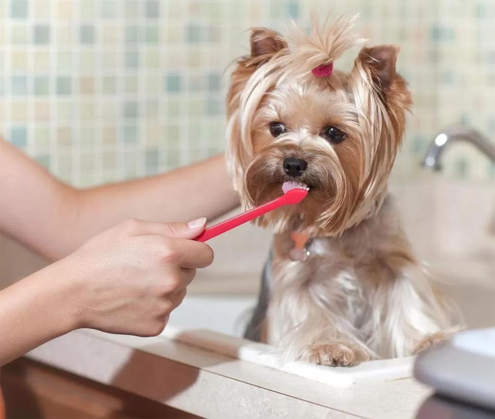 HIGIENE NECESARIA. Se comienza pasándoles el dedo por los dientes, luego una gasa húmeda y finalmente un cepillo con pasta dental para mascotas. 