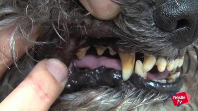 Por Que Tenes Que Lavarle Los Dientes A Tu Mascota La Gaceta Tucuman