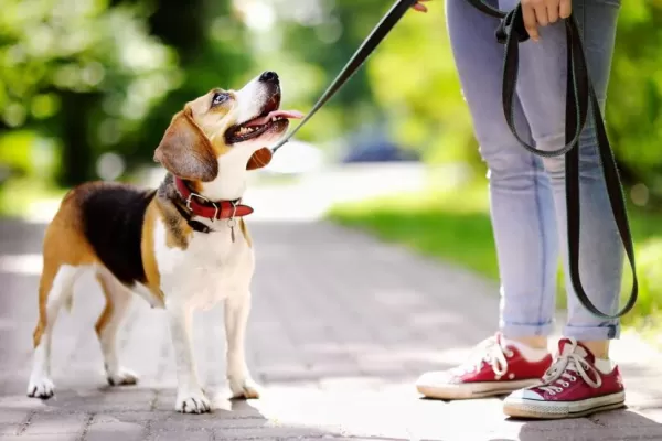 los perros deben usar zapatos cuando corren