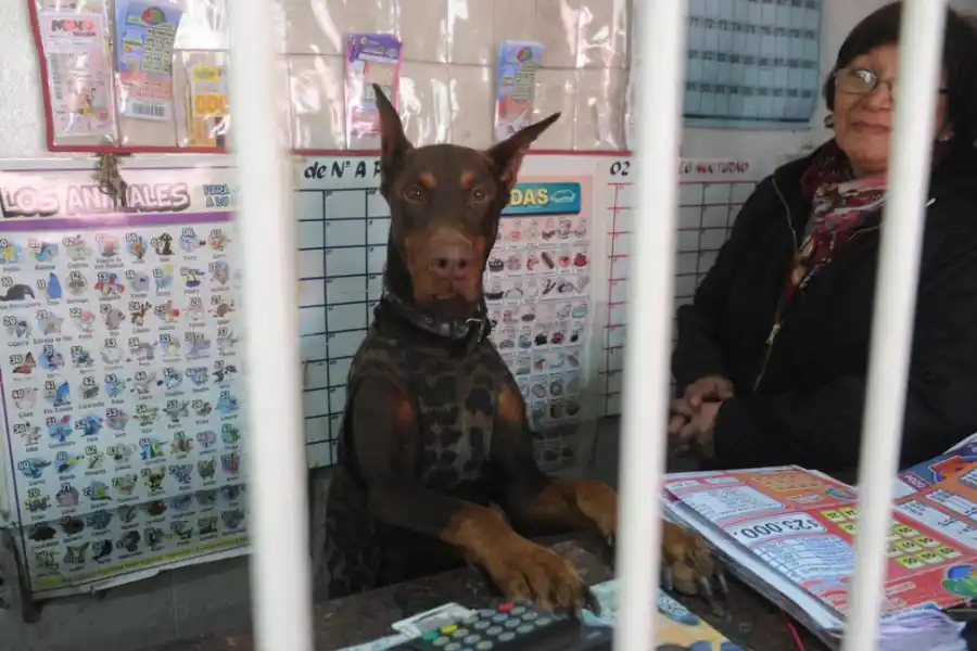 CUSTODIA. En una casa de juego, un perro Dóberman protege a su dueña.  