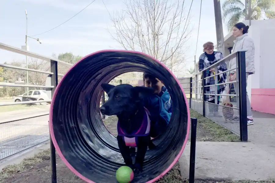 FELIZ. Manchita estrena el túnel de la plaza mientras intenta alcanzar su pelota