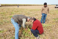 INTA Famaillá certificó su Campo Experimental con Local g.a.p. “Caña de Azúcar sin Uso del Fuego”