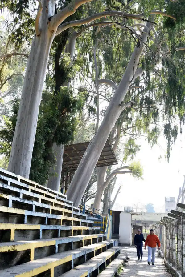 PELIGRO LATENTE. El árbol se inclina hacia la cancha. Podría provocar un desastre en el club. la gaceta / fotos de diego araoz y FRANCO VERA