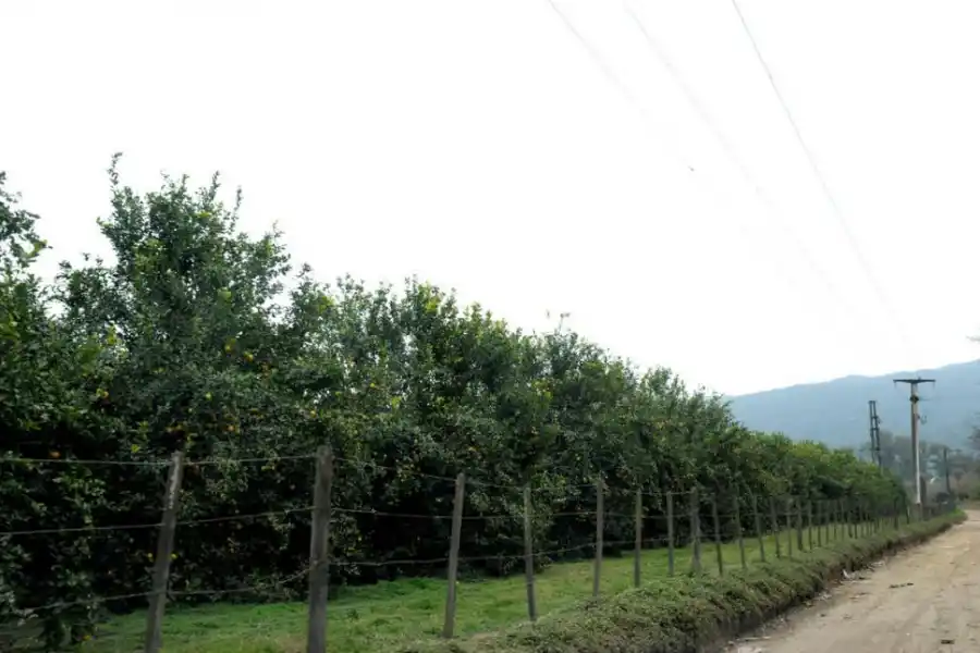 FINCAS. Una parte indivisible del paisaje paulistano.