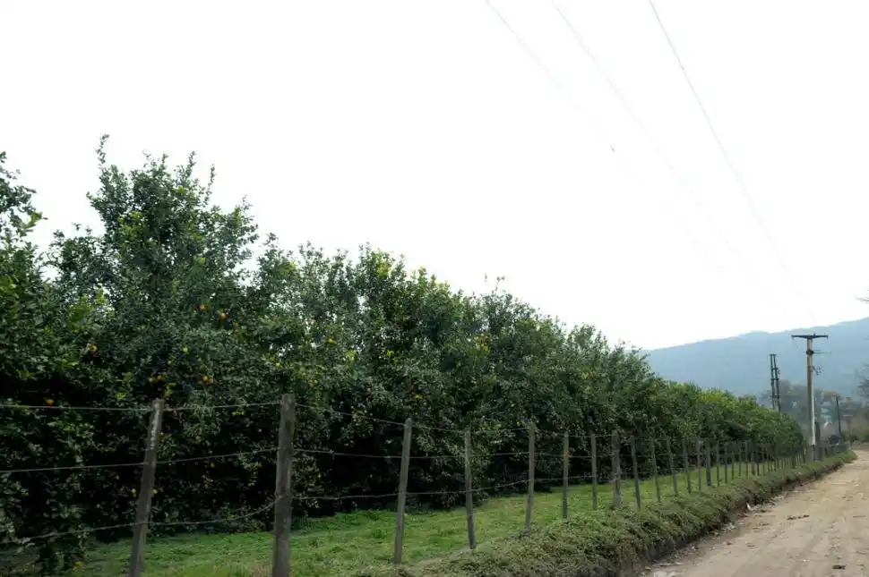 FINCAS. Una parte indivisible del paisaje paulistano.