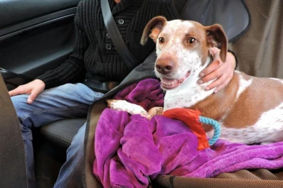 Cómo trasladar las mascotas: una odisea para quienes no tienen auto